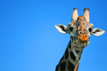 Portrait of Giraffe