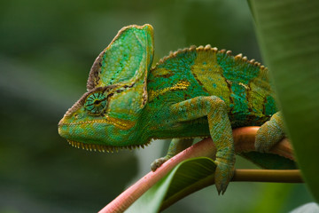 Green Jemenchameleon © Colette