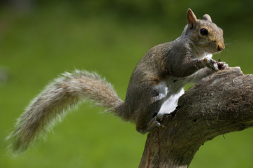 strobist squirrel