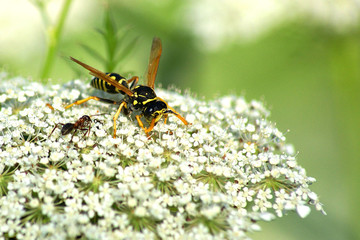 Biene und Ameise