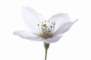 Obraz premium サクラ