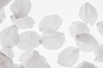 サクラの花びら