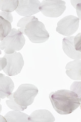 サクラの花びら