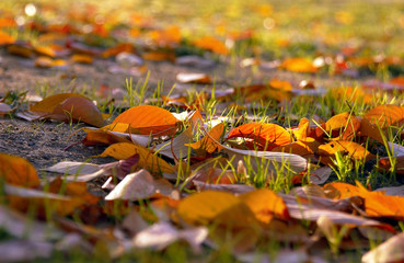 朝日に光る落葉