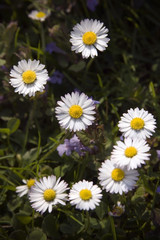 Obraz premium Daisy smile