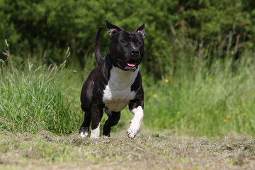 american staffordshire terrier adulte courant vu de face