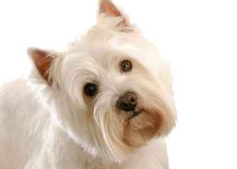 west highland white terrier isolated on white background