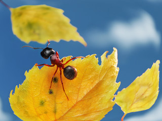 fall in fall, ant flying with leaves