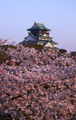 Fototapeta premium 桜と朝の大阪城