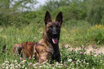 berger hollandais adulte allongé de face en campagne. nature