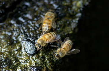 水を飲むミツバチ