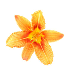 Orange lily