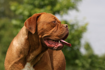 portrait du dogue de bordeaux adulte regardant sur le côté