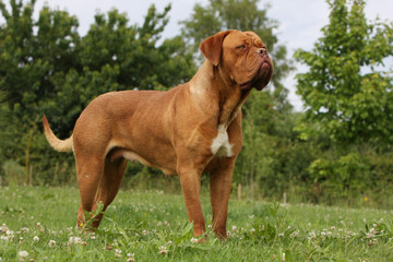 dogue de bordeaux debout de trois quart .fierté , statique