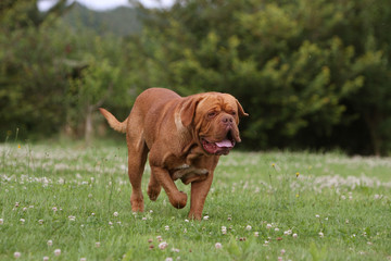 dogue de bordeaux adulte marchant dans le jardin.detente