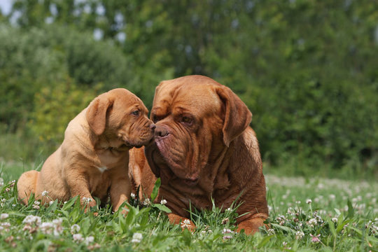 calin entre un chiot et un dogue de bordeaux.tendresse,amour