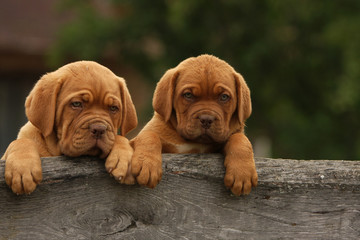 deux adorables chiots dogue de bordeaux debout cote à cote