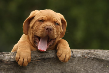 chiot dogue de bordeaux en train de bailler. fatigue paresse