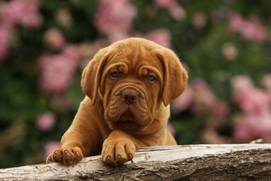 92 Best Dogo De Burdeos Images Stock Photos Vectors Adobe Stock 92 Best Dogo De Burdeos Images Stock Photos Vectors Adobe Stock