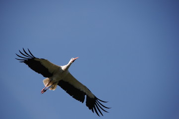 Storch im flug