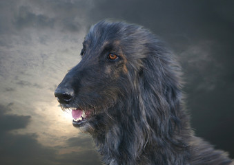 L&eacute;vrier Afghan