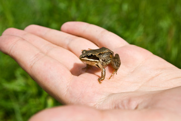 green frog