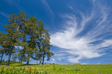 Fototapeta na wymiar Fir trees, pasture and beautiful sky with cirrus clouds