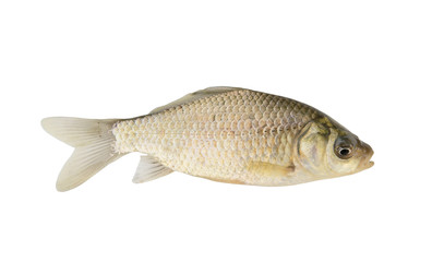 Small crucian isolated on white background