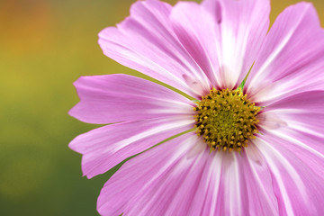 Obraz premium コスモス