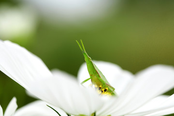 バッタとコスモス