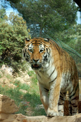Tigre