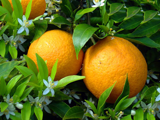 laranjeira