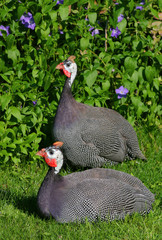 guinea fowl