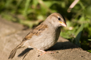 Passer domesticus