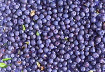 There are plenty of berries of bilberry it is filled with thin l