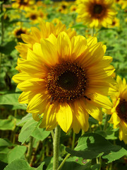 Obraz premium Sonnenblume