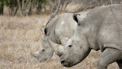 Obraz premium Breitmaulnashorn, Sabi Sands, Kruger National Park, Suedafrika