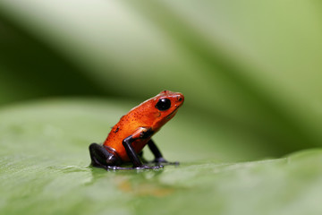 Dendrobates pumilio