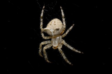 Common Garden spider