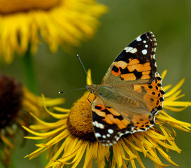 Painted lady