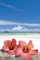 Hibiscus on beach © Tatiana_K