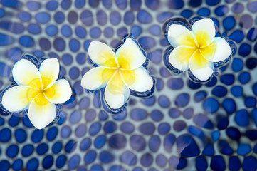 Flowers of plumeria in water
