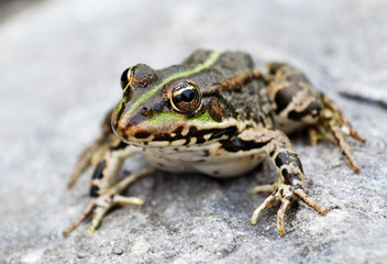 Frog