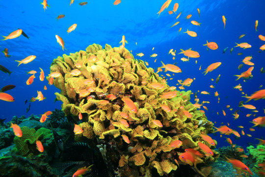 Coral and Fish in the Red Sea