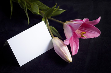 pink lily and postcard