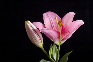 Fototapeta premium pink lily
