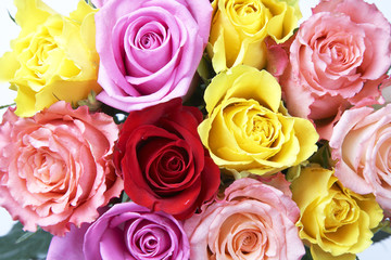 カラフルなバラの花