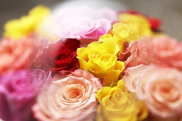 カラフルなバラの花