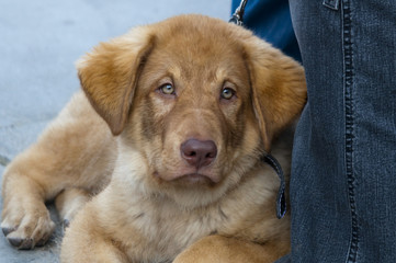 Puppy of unknown breed