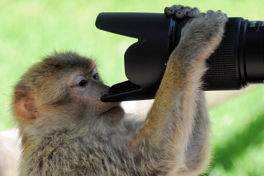 Affe am Tele